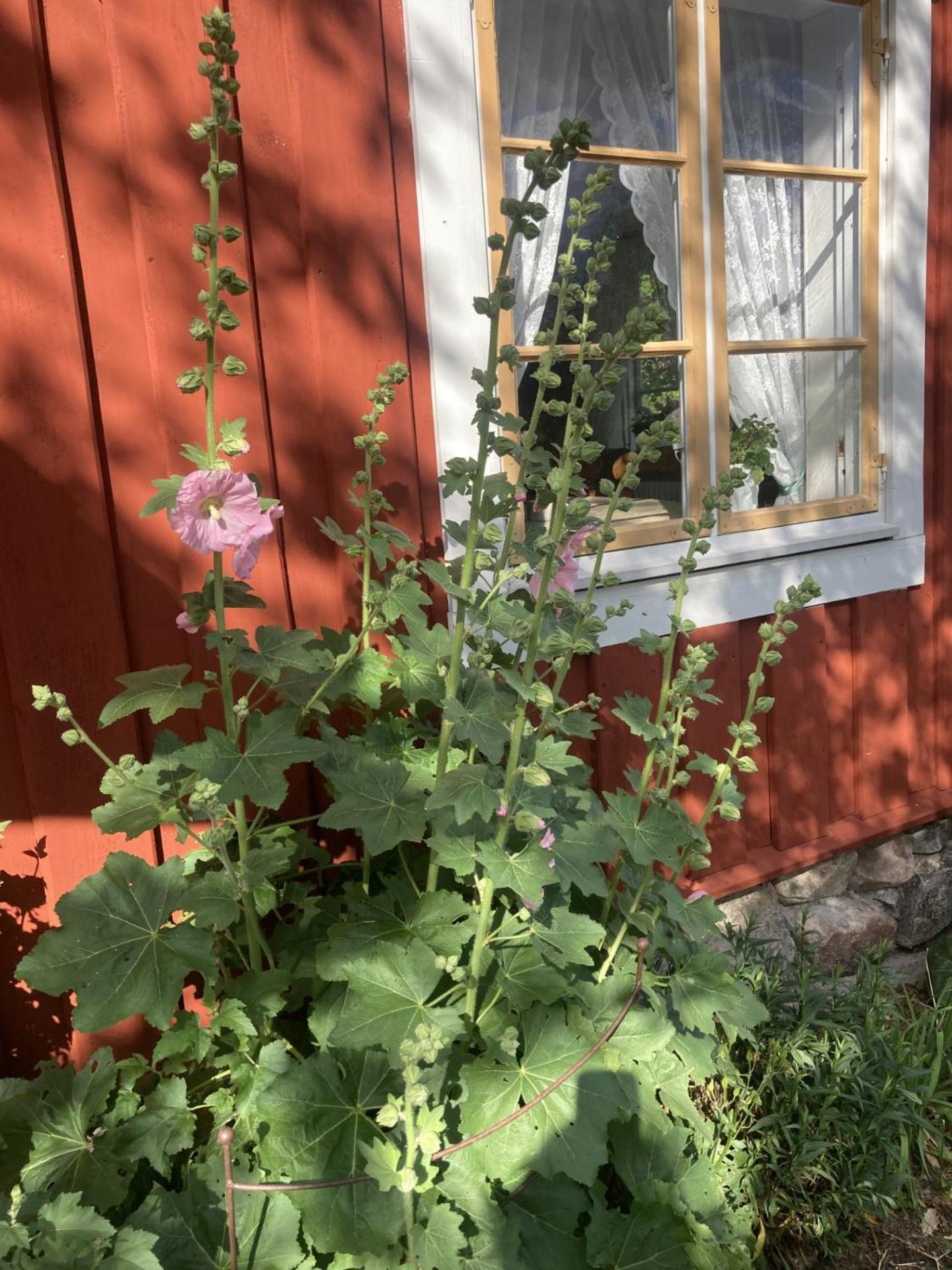 Thorstorps Gard B&B Söderköping Екстериор снимка